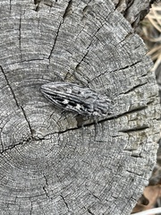 Chalcophora angulicollis