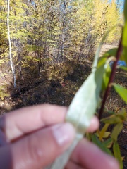 Salix schwerinii