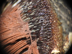 Stemonitis axifera