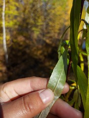 Salix schwerinii