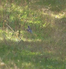 Cyanocitta cristata image