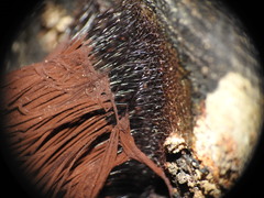 Stemonitis axifera