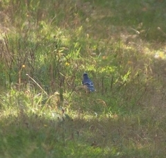 Cyanocitta cristata image
