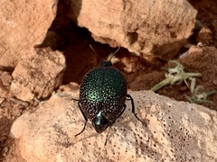 Cysteodemus wislizeni