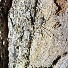 Tamopsis