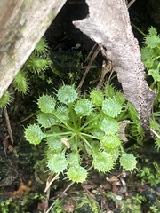 Drosera modesta
