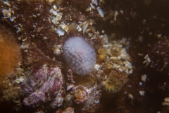 Onchidoris muricata