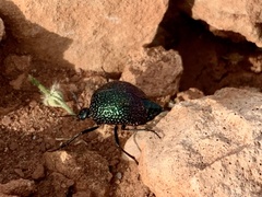 Cysteodemus wislizeni