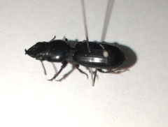 Scarites subterraneus