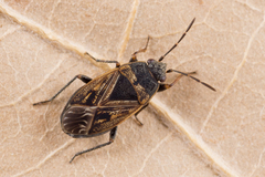 Trapezonotus arenarius