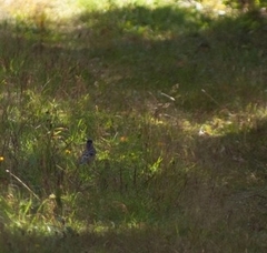Cyanocitta cristata image