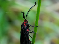 Histia flabellicornis