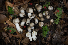 Agaricus deardorffensis