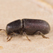 Crenulate Bark Beetles - Photo (c) Nikolai Vladimirov, some rights reserved (CC BY-NC), uploaded by Nikolai Vladimirov
