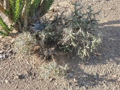 Cylindropuntia ramosissima