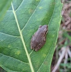 Polypedates maculatus
