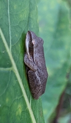 Polypedates maculatus