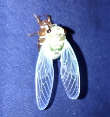 Cicadidae