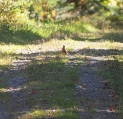 Turdus migratorius image