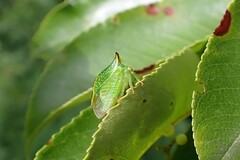Stictocephala bisonia
