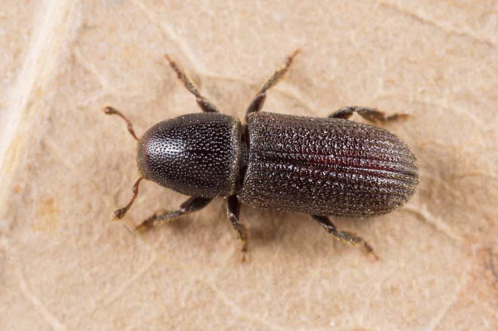 Hylastes brunneus