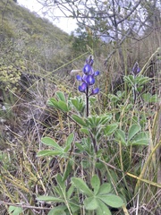 Lupinus