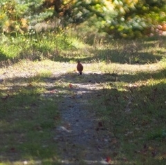 Turdus migratorius image
