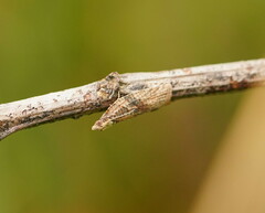 Epiphyas postvittana