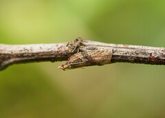 Epiphyas postvittana