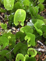 Hymenophyllum nephrophyllum