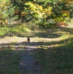 Turdus migratorius image