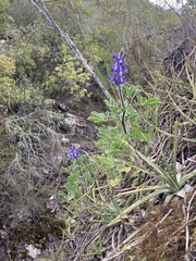 Lupinus