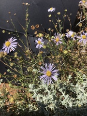 Brachyscome ciliaris