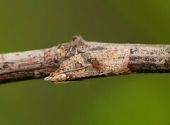 Epiphyas postvittana