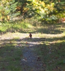 Turdus migratorius image