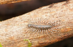 Allothereua maculata