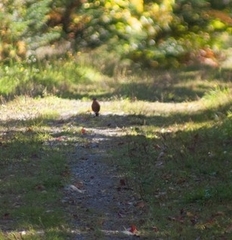 Turdus migratorius image