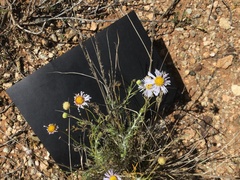 Brachyscome ciliaris