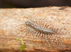 Allothereua maculata