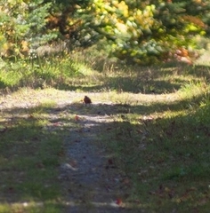 Turdus migratorius image