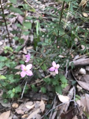 Boronia gracilipes