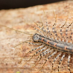 Allothereua maculata