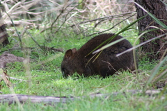 Thylogale billardierii