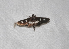 Desmia