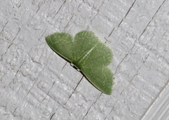 Synchlora