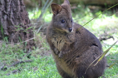 Thylogale billardierii