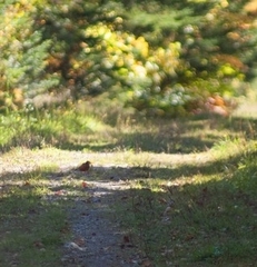 Turdus migratorius image