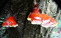 Ganoderma tsugae
