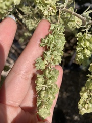 Atriplex canescens