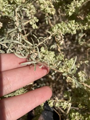 Atriplex canescens